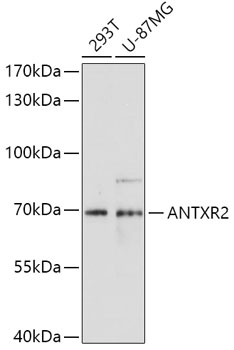 ANTXR2 Polyclonal Antibody (E-AB-63203)