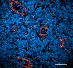Purified anti-VWF Antibody (628851)