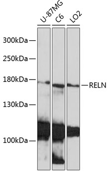 RELN Polyclonal Antibody (E-AB-93215)