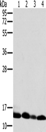 NDUFS5 Polyclonal Antibody (E-AB-11430)