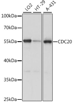 CDC20 Polyclonal Antibody (E-AB-66525)