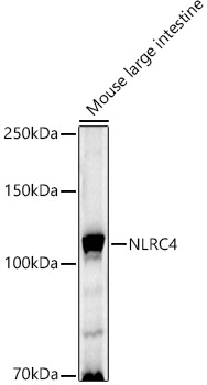NLRC4 Polyclonal Antibody (E-AB-67860)