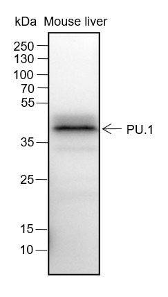 Recombinant PU.1 Monoclonal Antibody (AN301644L)