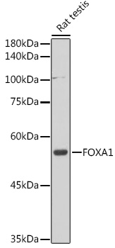 FOXA1 Polyclonal Antibody (E-AB-91097)