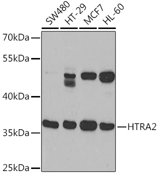 HTRA2 Polyclonal Antibody (E-AB-90984)