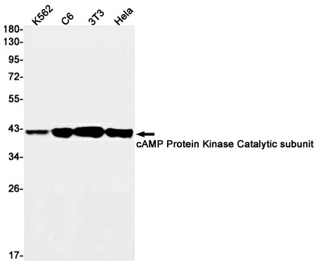 Recombinant cAMP Protein Kinase Catalytic Subunit Monoclonal Antibody (E-AB-81539)