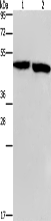 CLUAP1 Polyclonal Antibody (E-AB-14881)