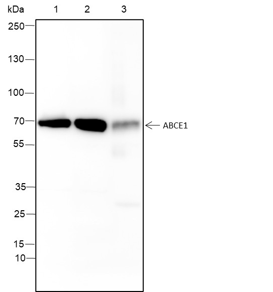 Recombinant ABCE1 Monoclonal Antibody (AN301424L)