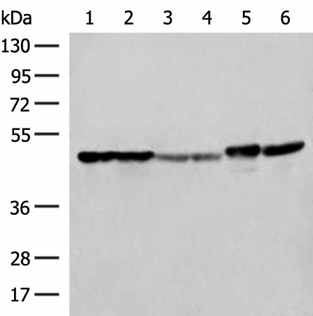 FLOT2 Polyclonal Antibody (E-AB-18824)