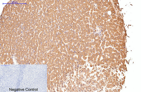 CD16 Monoclonal Antibody (E-AB-22048)