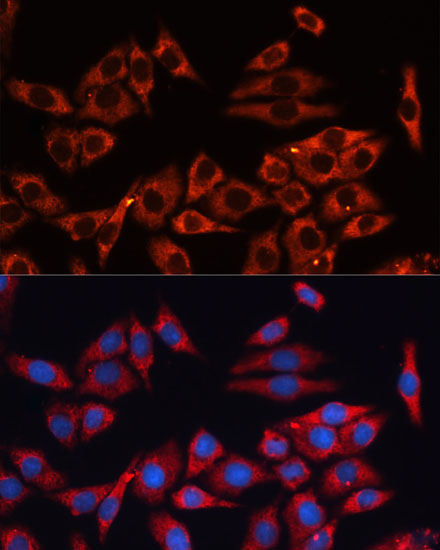 MAPK1/MAPK3 Polyclonal Antibody (E-AB-66921)