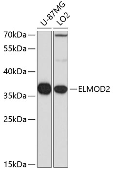 ELMOD2 Polyclonal Antibody (E-AB-63866)