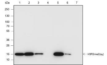 Recombinant Histone H3 (Symmetric Di Methyl Arg2) Monoclonal Antibody (AN302110L)