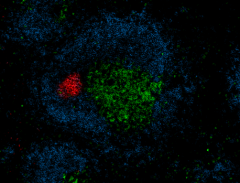Alexa Fluor® 594 anti-rat IgM Antibody (408911)