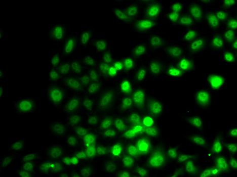 PRDM7 Polyclonal Antibody (E-AB-62374)