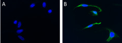 Alexa Fluor® 488 anti-Vimentin Antibody (699305)