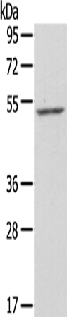 ZFP36L2 Polyclonal Antibody (E-AB-13735)