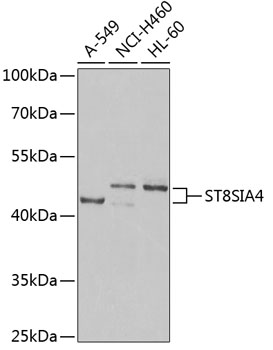 ST8SIA4 Polyclonal Antibody (E-AB-62956)