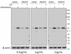Purified anti-p38 MAPK Phospho (Thr180/Tyr182) Antibody (690201)