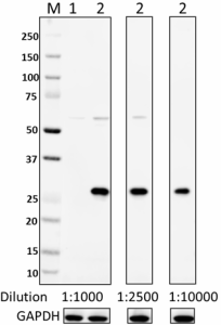 Ultra-LEAF™ Purified anti-His Tag Antibody (362615)