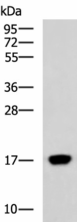 C15orf40 Polyclonal Antibody (E-AB-18556)
