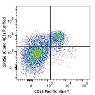 Purified anti-human GPR56 Antibody (391902)