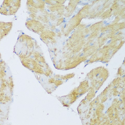 DENR Polyclonal Antibody (E-AB-64798)