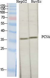 PCNA Polyclonal Antibody (E-AB-32521)
