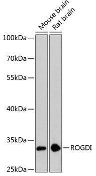 ROGDI Polyclonal Antibody (E-AB-65618)