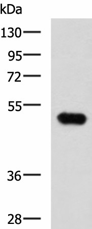 FOXQ1 Polyclonal Antibody (E-AB-19882)
