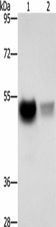 CREBZF Polyclonal Antibody (E-AB-53232)