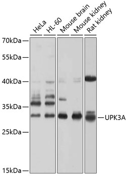 UPK3A Polyclonal Antibody (E-AB-90043)