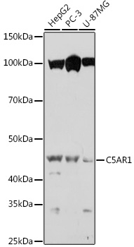 C5AR1 Polyclonal Antibody (E-AB-92139)