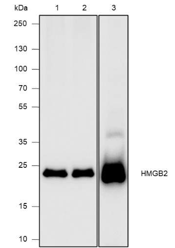 Recombinant HMGB2 Monoclonal Antibody (AN301821L)