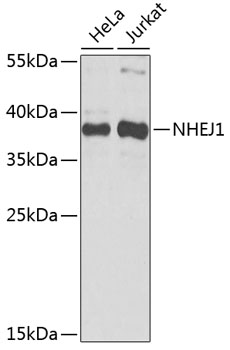 NHEJ1 Polyclonal Antibody (E-AB-92412)