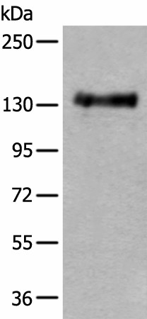 PTPRA Polyclonal Antibody (E-AB-52203)