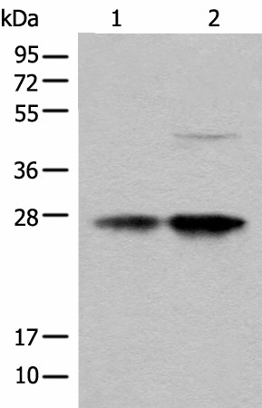 COA7 Polyclonal Antibody (E-AB-18566)