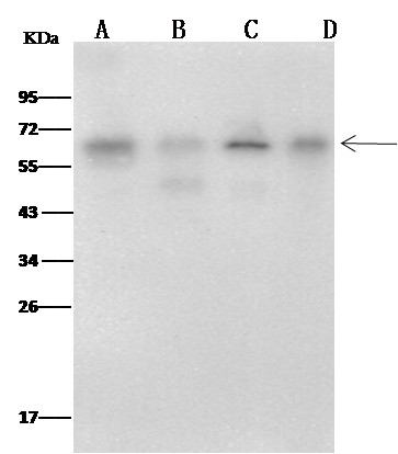 MAP2 Monoclonal Antibody (AN200047P)