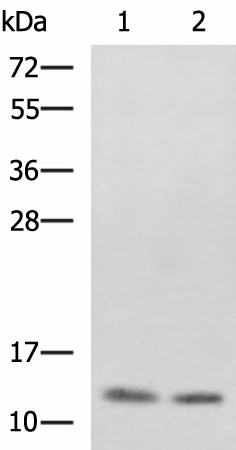 PHF5A Polyclonal Antibody (E-AB-53018)