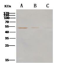 Anti-MERS-CoV Nucleocapsid Protein Polyclonal Antibody (E-AB-V1282)