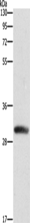 DCK Polyclonal Antibody (E-AB-14732)