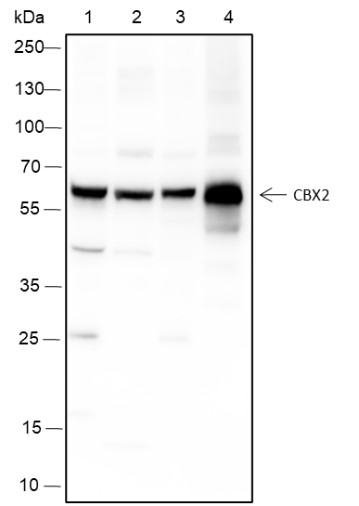 Recombinant CBX2 Monoclonal Antibody (AN301458L)