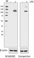 Purified anti-Nos2 (iNOS) Antibody (696802)