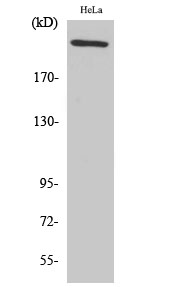 FN1 Polyclonal Antibody (E-AB-31448)