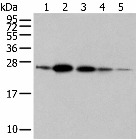RAB11A Polyclonal Antibody (E-AB-52335)