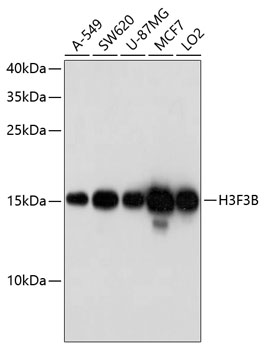 H3F3B Polyclonal Antibody (E-AB-63304)
