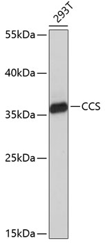 CCS Polyclonal Antibody (E-AB-65541)