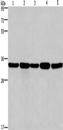 E2F6 Polyclonal Antibody (E-AB-10295)
