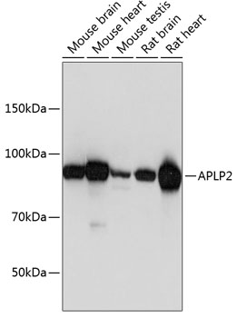 APLP2 Polyclonal Antibody (E-AB-67662)