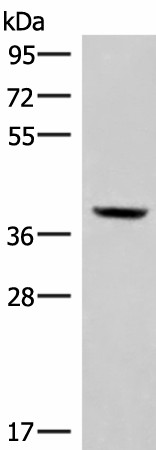 MEST Polyclonal Antibody (E-AB-52898)